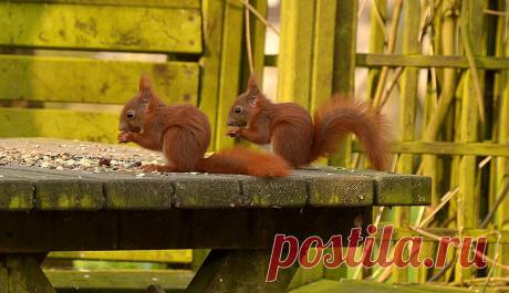 Белка Животных Детеныш - Бесплатное фото на Pixabay