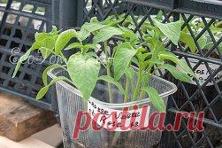 РАССАДА ОТ ПОСЕВА СЕМЯН ДО РАССЕЛЕНИЯ
В этом сезоне сеяла томаты с 10 по 20 марта, острые перцы сеяла в конце февраля. (Новгородская обл.)
Если семян много, то сею вразброс по 5-7 семечек на емкость, это для верности и чтобы наверняка.
Сначала насыпаю треть стакана почвы, потом насыпаю семена, следом 1-1,5 см пушистой почвы. Не уплотняю.
Сверху лью почти кипяток. При переливания кипятка из чайника в литровую кружку градус теряется. Тем более, что потом для полива по почве я применяю деревянную