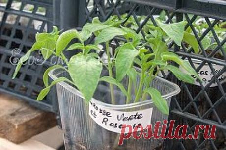 РАССАДА ОТ ПОСЕВА СЕМЯН ДО РАССЕЛЕНИЯ
В этом сезоне сеяла томаты с 10 по 20 марта, острые перцы сеяла в конце февраля. (Новгородская обл.)
Если семян много, то сею вразброс по 5-7 семечек на емкость, это для верности и чтобы наверняка.
Сначала насыпаю треть стакана почвы, потом насыпаю семена, следом 1-1,5 см пушистой почвы. Не уплотняю.
Сверху лью почти кипяток. При переливания кипятка из чайника в литровую кружку градус теряется. Тем более, что потом для полива по почве я применяю деревянную