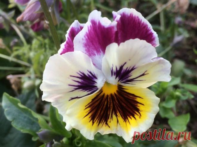 Посев цветов под зиму: как правильно и каке цветы можно сеять | Первая грядка | Яндекс Дзен