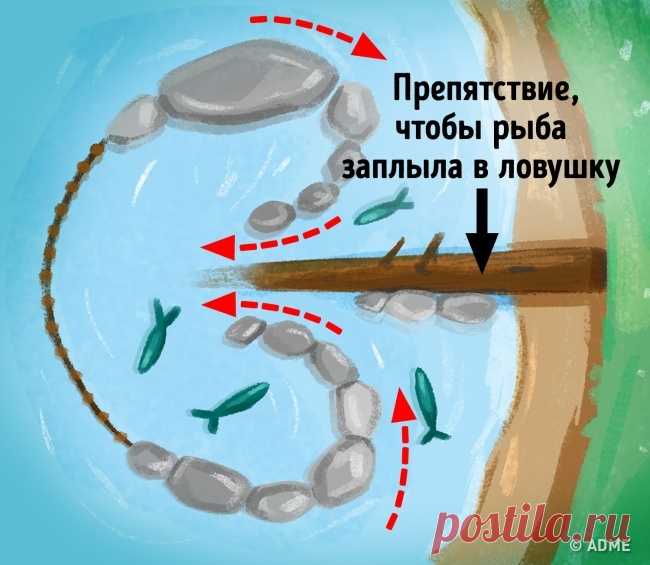 14 приемов, которые помогут выжить в смертельно опасной ситуации. Ловушка для рыб

В поисках корма рыба по ночам подплывает близко к берегу или поднимается на мелководье. Поэтому, если вы потерялись, полезно знать, как соорудить ловушку для рыб и добыть себе много пищи.

Ловушка типа «воронка» строится из нагромождения камней и жердей. За ночь в воронку заплывает много рыбы, откуда выбраться ей сложно. Чтобы извлечь рыбу, полностью закройте выход и взболтайте воду. Ловить ...