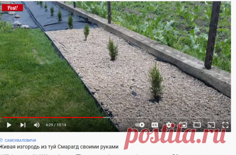 (121) Живая изгородь из туй Смарагд своими руками - YouTube