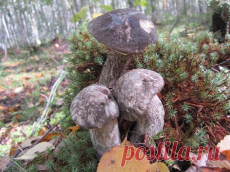 (6) Одноклассники