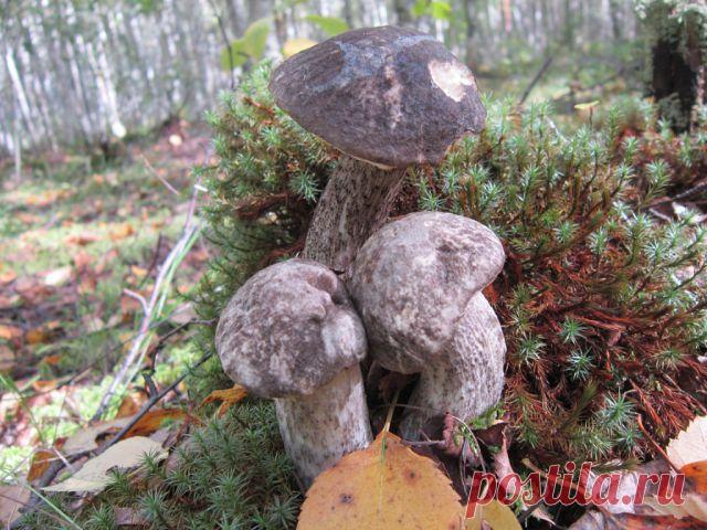 (6) Одноклассники