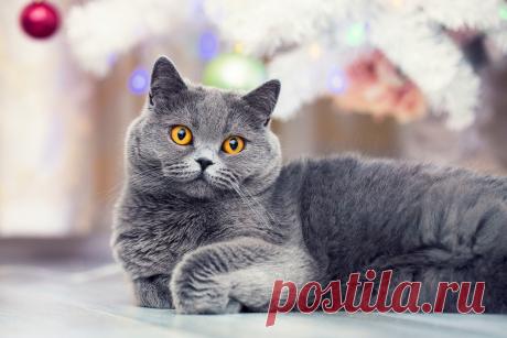 Самые интересные и популярные породы короткошерстных кошек. Описание и фото — Ботаничка.ru