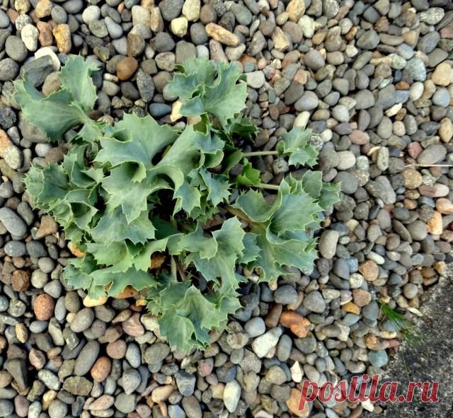 Как вырастить синеголовник из семян? Размножение. Фото — Ботаничка.ru