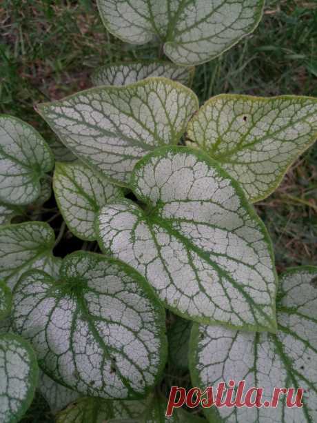 Бруннера крупнолистная &quot;Джек Фрост&quot; (Brunnera macrophylla &quot;Jack Frost&quot;)