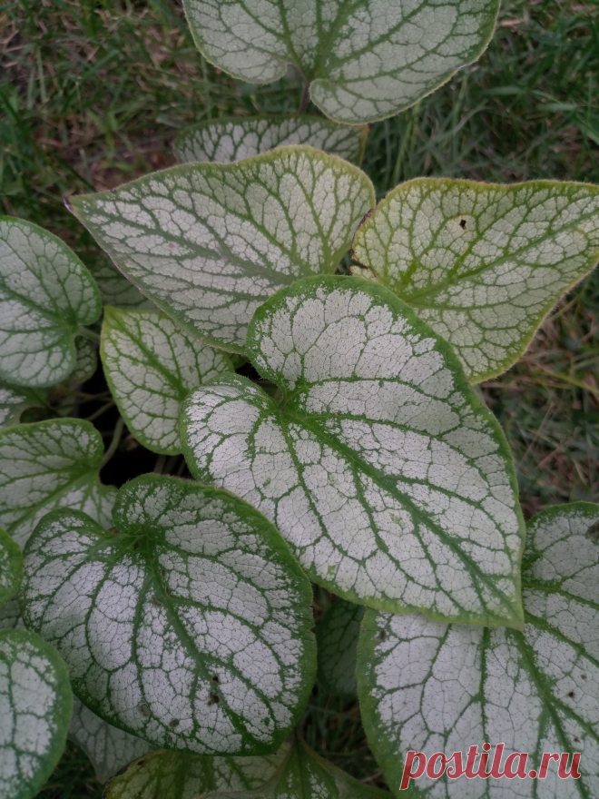 Бруннера крупнолистная "Джек Фрост" (Brunnera macrophylla "Jack Frost")