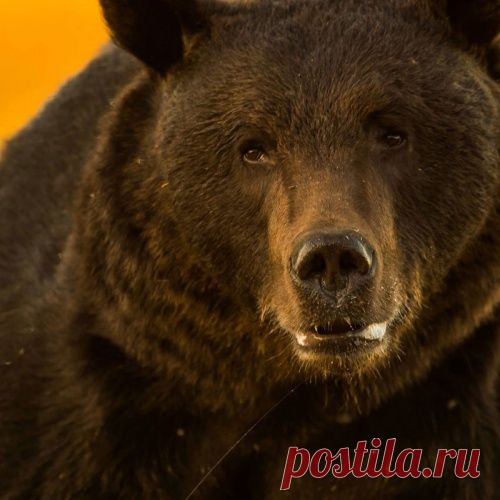 Эти фотографии диких животных фотограф сделал, рискуя своей жизнью, но вы посмотрите, какая получилась красота!