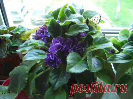 Лето | Фотографии Ксюша Ксюшина | 201 фото