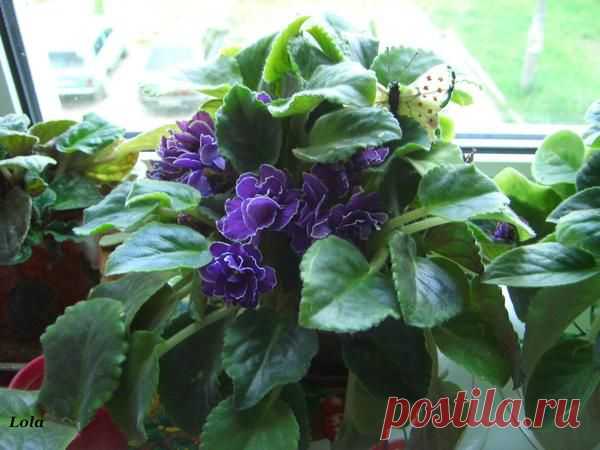 Лето | Фотографии Ксюша Ксюшина | 201 фото