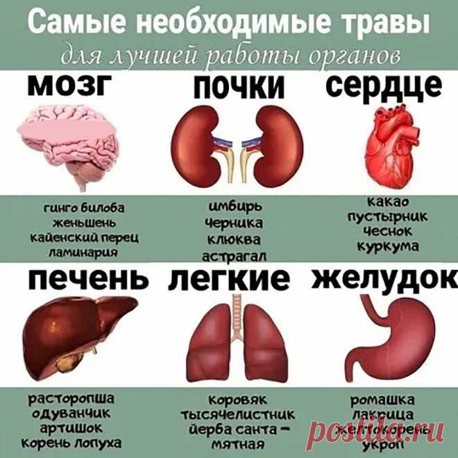 Самые необходимые травы для улучшения работы органов