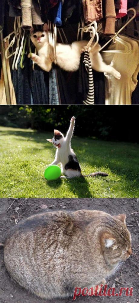 30 фотографий, которыми коты могут гордиться