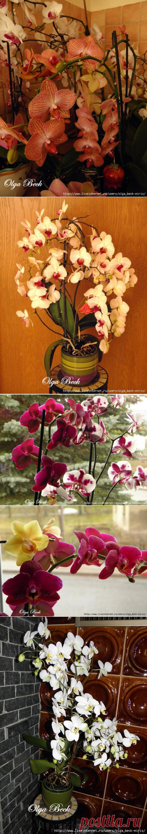 Орхидеи Phalaenopsis . Ошибки и опыт по уходу.