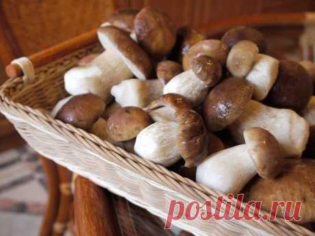 Сушка грибов и рецепт шашлычков из белых грибов и курицы
