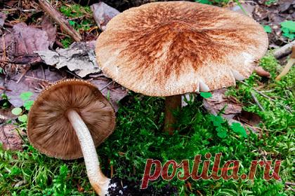 В лесах Коми нашли новые виды грибов. В национальном парке «Койгородский» в ходе недавней экспедиции Института биологии Коми научного центра Уральского отделения РАН обнаружили несколько новых видов грибов. По словам старшего научного сотрудника института, был собран хороший материал. Собранные коллекции отправлены в фонды гербария Инстита биологии Коми.