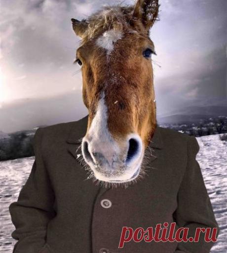 Порция юмора