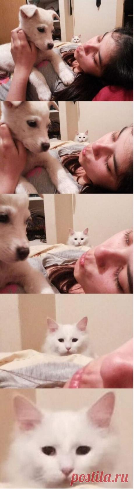 Кото-пост - Фишки.нет