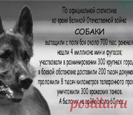 Собака, миленькая....ПРОСТИ!