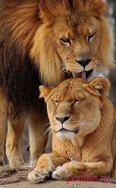 A Lions Love | God's Creatures