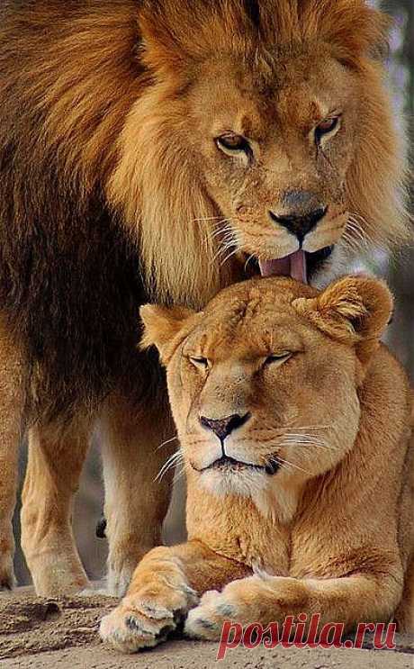 A Lions Love