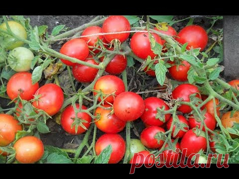 ТОМАТ ДЛЯ ЛЕНИВЫХ от посева семян до сбора урожая МОНГОЛЬСКИЙ КАРЛИК