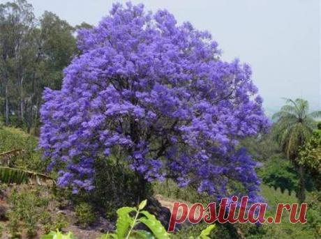 Жакаранда. | Удивительное и смешное в картинках
