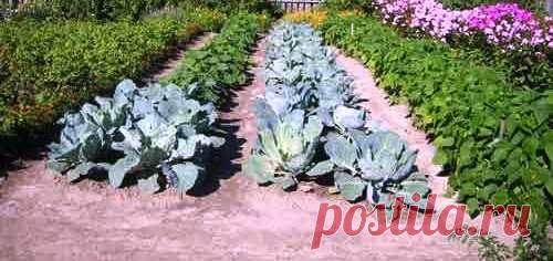 Полезные советы огородникам проверенные на личном опыте.