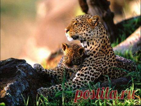 wallpapers_cats_341.jpg (1024×768)
