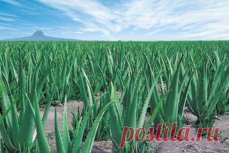 Как поливать и ухаживать за алоэ в домашних условиях - roza-i-fialka.ru