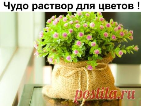 Раствор для цветов