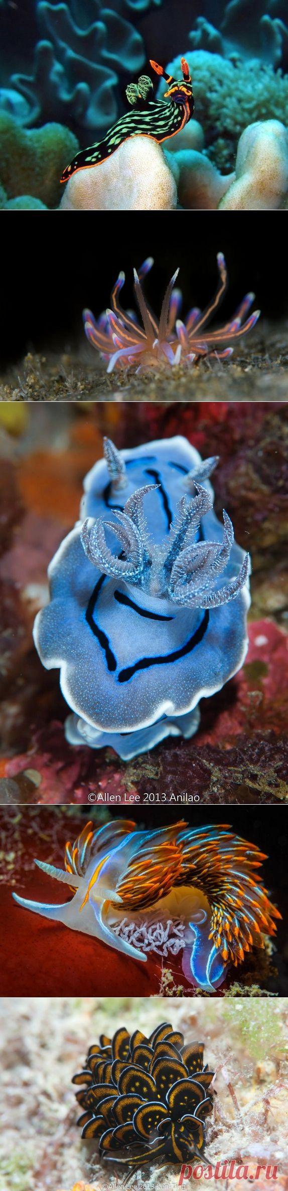 Фантастическая красота моллюсков — Наука и жизнь