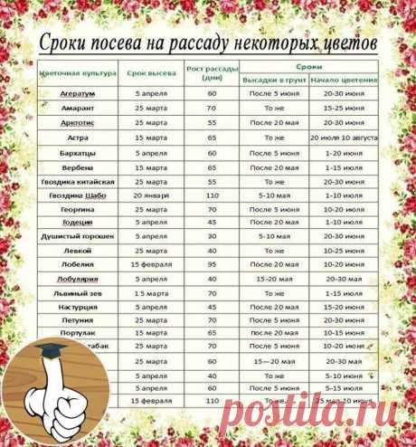 ЦΒΕТЫ. ΚОΓДА И ЧТО САЖАТЬ.