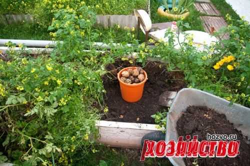 Как я собрал ведро картофеля с куста. Опыт огородника - из первых уст