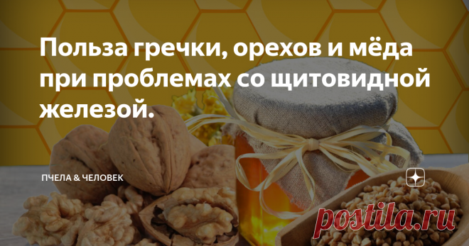Польза гречки, орехов и мёда при проблемах со щитовидной железой. В одной из своих статей я уже затрагивал тему со щитовидной железой, так как сам столкнулся данной заболеванием, а точнее сказать моя супруга. Моей жене был поставлен диагноз - «АИТ щитовидной железы».