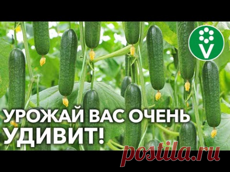 ПОДКОРМИТЕ ОГУРЦЫ СЕЙЧАС! Всё о подкормках огурцов во время плодоношения!