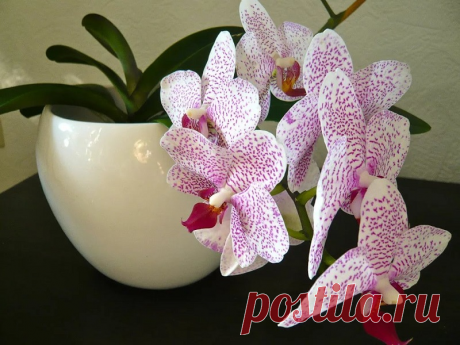 Стоит ли избавиться дома от орхидеи?