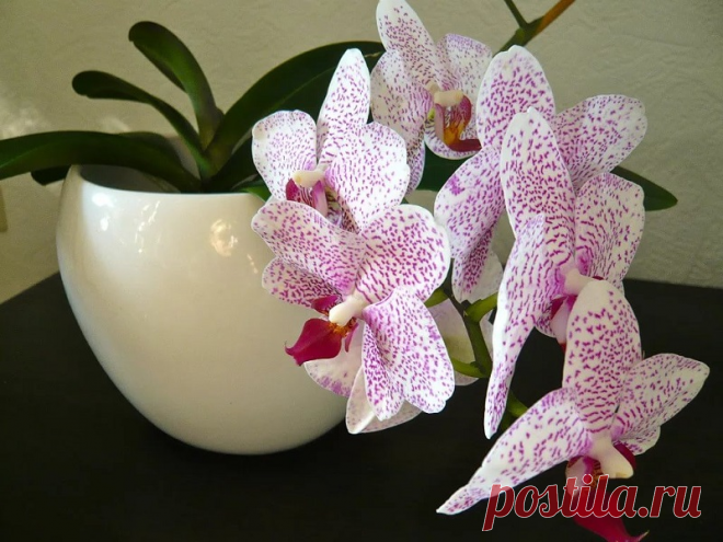 Стоит ли избавиться дома от орхидеи?