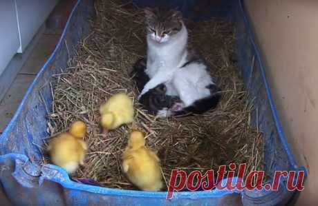 Эта мама-кошка воспитывает не только котят, но и утят. Невероятно!