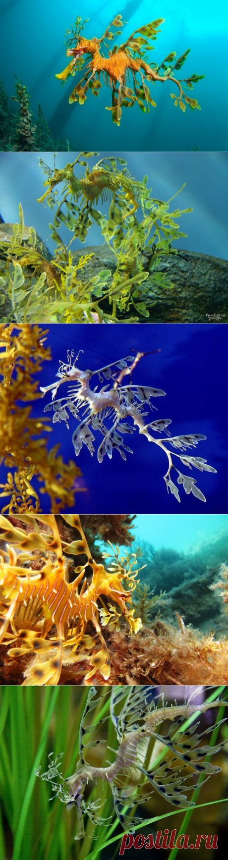 Тряпичник - удивительный житель океана