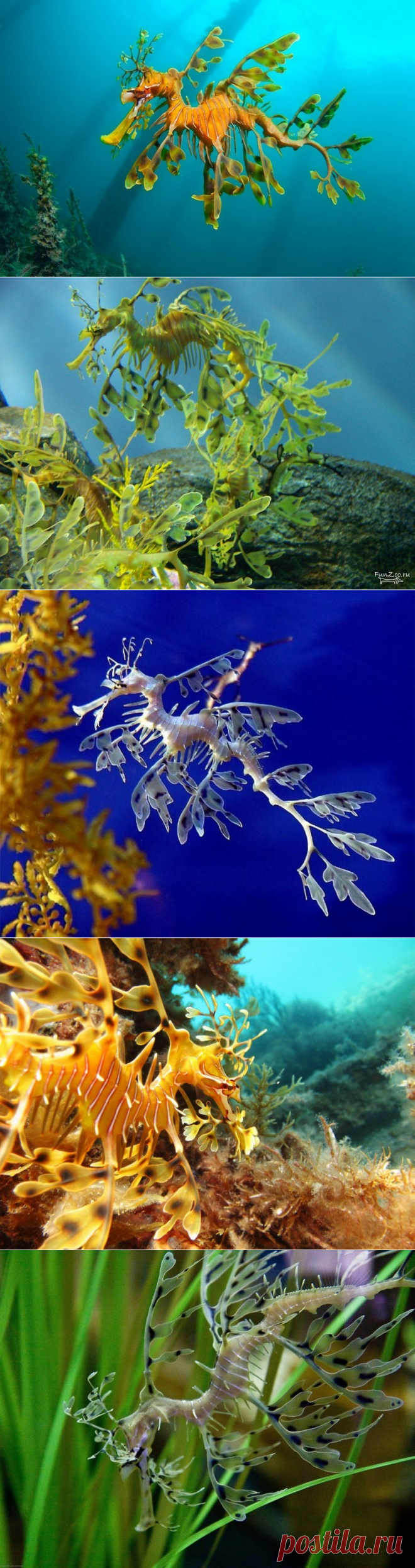 Тряпичник - удивительный житель океана