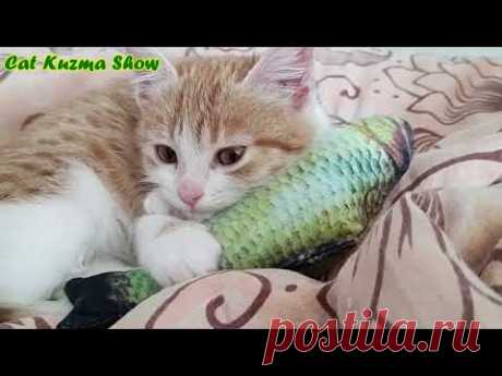 Нам подкинули рыжего очень умного котенка. 
Маленькая Девочка Соня и Большой Кот Кузьма