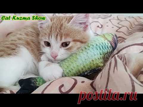 Нам подкинули рыжего очень умного котенка. 
Маленькая Девочка Соня и Большой Кот Кузьма