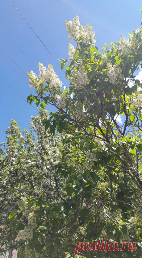 Երբ մերձենում ես Աստվածային գեղեցիկին🌸🌽
Ծաղկունք ապրող ապարանյան բնաշխարհի գարնան վերջին օրվա այս բազմաբույր ծաղկած փունջը մեր այգուց....դուք ևս վայելեք սիրելիներ:

Ես խնդրեցի ծառին. «Պատմի՛ր ինձ Աստծո մասին»: Եվ այն ծաղկեց»:
Ռաբինդրանաթ Թագոր

Ամեն անգամ, երբ գալիս է գարունը, մեկը, հիշելով մեծ բանաստեղծին, խնդրում է ծառերին պատմել Աստծո մասին, և դրանք ծաղկում են։ Ուրիշ ինչպե՞ս պատմել Աստծո մասին, եթե ոչ ծաղիկներով, նրբությամբ, փխրունությամբ, ծնունդ տալու ուժով,