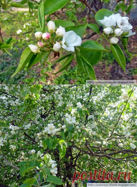 Май в Стокгольме: под сенью цветущих яблонь и ив