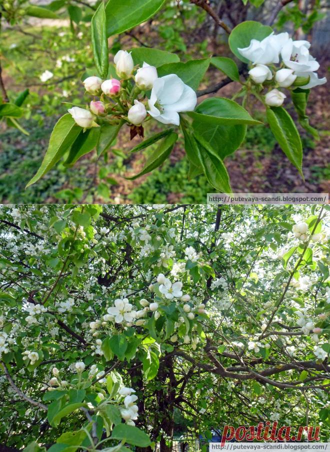 Май в Стокгольме: под сенью цветущих яблонь и ив