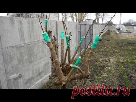 В ролике показано как прививать алычу привоем от хорошей вишни,а так же как прививать яблоню грушей. Результат https://goo.gl/Mmrosk Жмите на слово ЕЩЕ •••••...