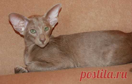 Lilu Taffy Sahmet of del Iris -ORI c (lilac)