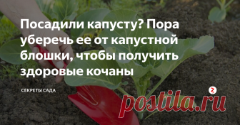 Посадили капусту? Пора уберечь ее от капустной блошки, чтобы получить здоровые кочаны Здравствуйте, трудолюбивые огородники.
Летний цикл статей не обойдется без информации о вредителях. Согласитесь, как обидно, когда труды человека портит очередной жучок! Самое время сделать так, чтобы этого не случилось.
Герой сегодняшней публикации — крестоцветная блошка, существенно вредящая на огороде капусте, редиске, турнепса и рапса. У нас в поселке ее называют «капус