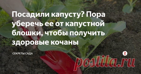 Посадили капусту? Пора уберечь ее от капустной блошки, чтобы получить здоровые кочаны Здравствуйте, трудолюбивые огородники.
Летний цикл статей не обойдется без информации о вредителях. Согласитесь, как обидно, когда труды человека портит очередной жучок! Самое время сделать так, чтобы этого не случилось.
Герой сегодняшней публикации — крестоцветная блошка, существенно вредящая на огороде капусте, редиске, турнепса и рапса. У нас в поселке ее называют «капус